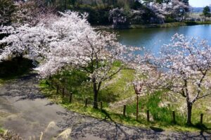 市内、うのけ総合公園の桜