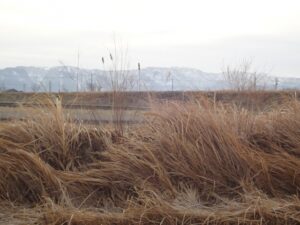 川北町親水公園の冬の景色